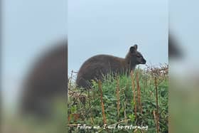 Wallaby spotted by locals in Devon 