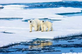 Should polar bears be kept in zoos? (photo: Polar bears in the wild)