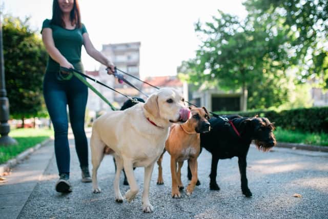 It can get uncomfortable and tiresome if dogs pull on the lead (photo: Adobe)