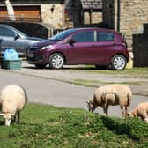 Residents claim the sheep are invading their properties