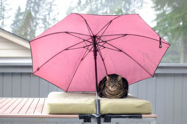 Protect your pets from storms (photo: adobe.com)