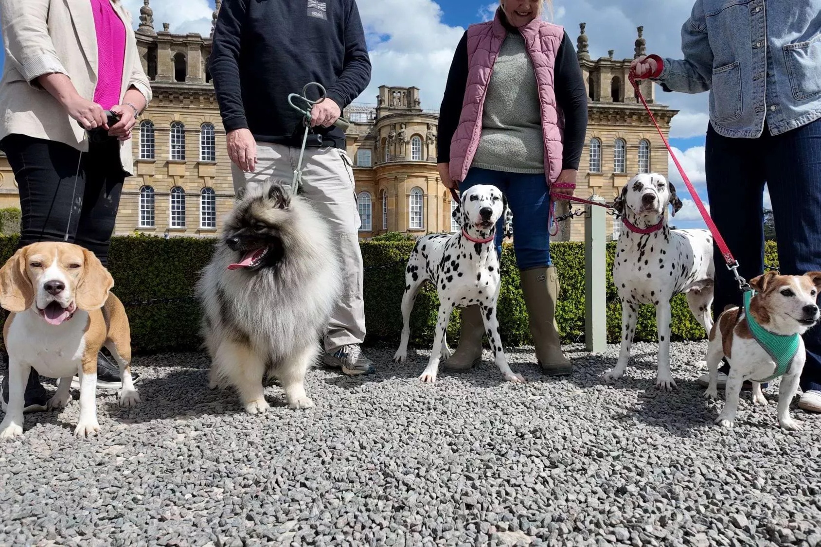 Blenheim Palace invites dogs to explore its gardens this autumn