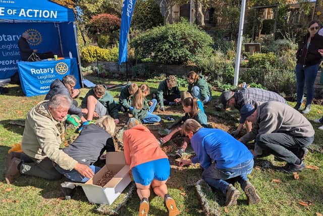 Planting crocus 