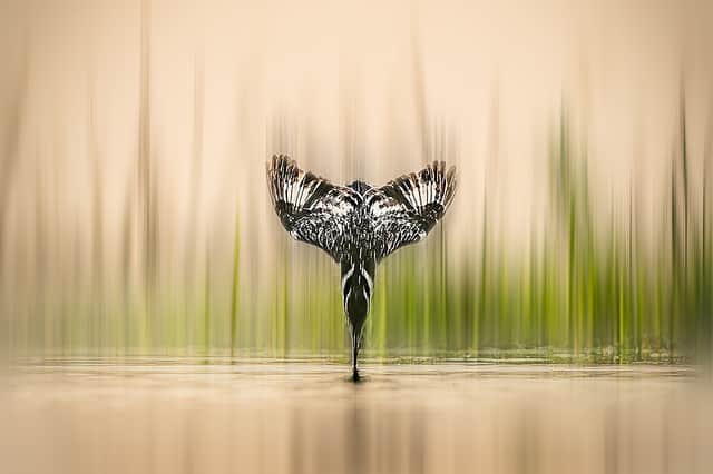 DIVING PIED KINGFISHER by Wendy Taylor LRPS
