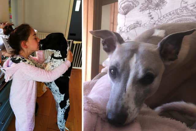 (Left) Olive with Mrs Martin's daughter; (right) Whisper who sadly died