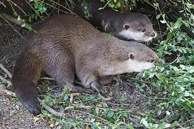 Otters arrive at ZSL Whipsnade Zoo (C) ZSL Whipsnade Zoo