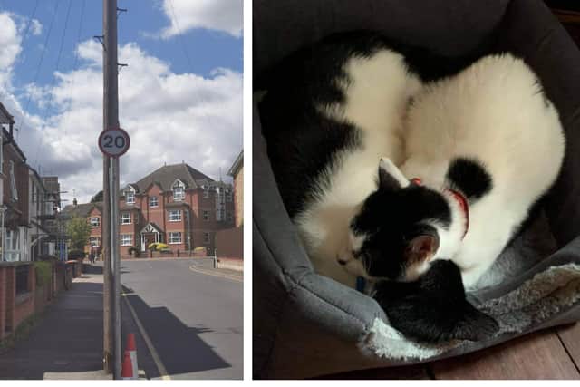 The Springfield Road 20mph sign; Fern (red collar) and Bracken, who used to love to cuddle up together.