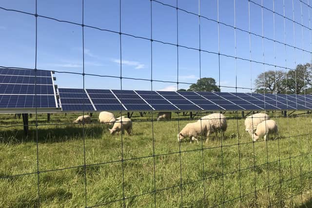 The solar farm is being designed to accommodate the grazing of sheep. Photo: Jonathan Hutchins