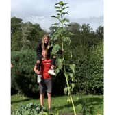 The giant sunflower. Have you got a bigger one?
