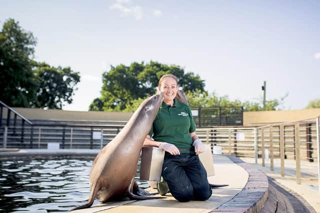 Zookeeper Alex Pinnell with sea lions at Whipsnade Zoo (C) ZSL Will Amlot
