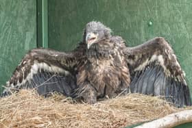 White-tailed Sea Eagle chicks were first brought to Scotland, from Norway in 1975.