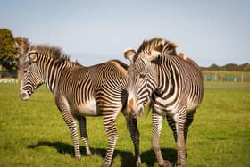 The zebra recently arrived from Marwell Zoo (C) Woburn Safari Park