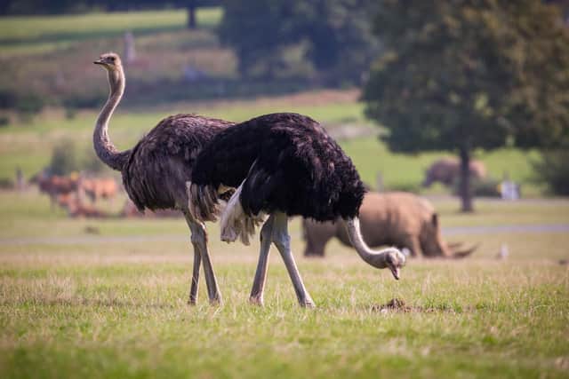 The eight ostrich were transferred from Wild World Safari Park (C) Woburn Safari Park