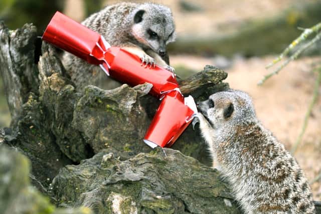 Meerkats investigate a Christmas cracker at ZSL Whipsnade Zoo (C) ZSL