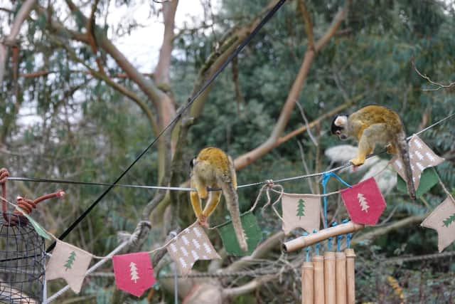 Squirrel monkeys celebrate the zoo's reopening (C) ZSL