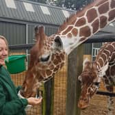 Karla with giraffes at ZSL Whipsnade Zoo (C) ZSL