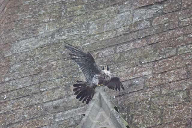 One of the peregrine falcons. Photo: Bedfordshire Wildlife.