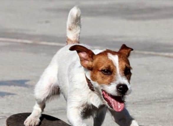 Jack Russell (stock image)