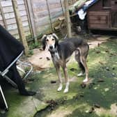 Harvey the lurcher was abandoned in a garden in Norfolk