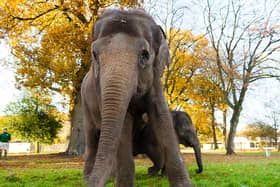 Asian elephants at ZSL Whipsnade Zoo (c) ZSL