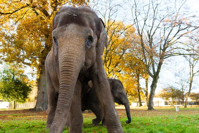 Asian elephant at ZSL Whipsnade Zoo (C) ZSL Whipsnade Zoo