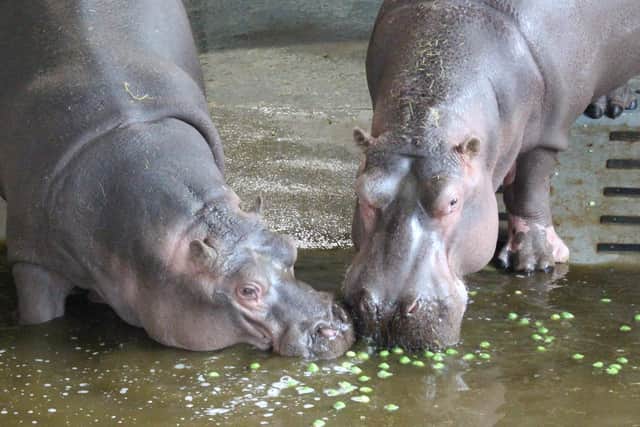 Four year-old Common hippopotamus Hodor and his mum, 1.5 tonnes hippo Lola, were invited to try a new vegetable this festive season