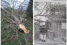 The fallen horse chestnut (left) and the LBO cutting from 1990