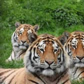 The zoo's beautiful tigers Makari, Czar and Dmitri. Photo: ZSL Zookeeper James Ford