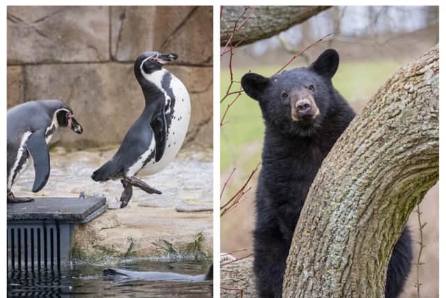 Jumping for joy! The penguins and bear cubs can't wait to welcome visitors. Photo: Woburn Safari Park.