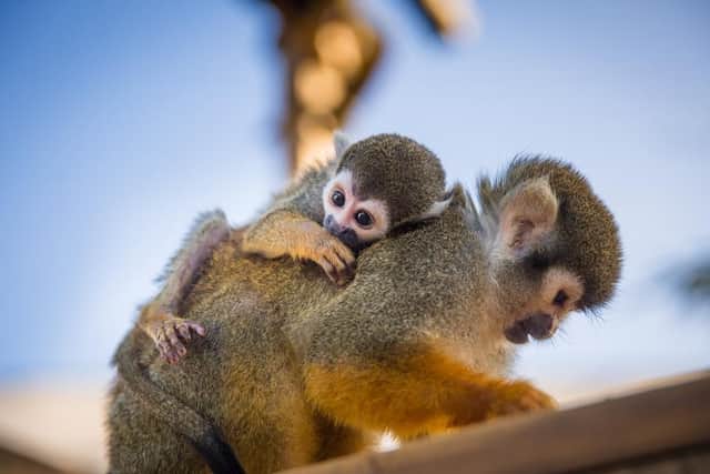Squirrel monkeys. Photo: Woburn Safari Park.