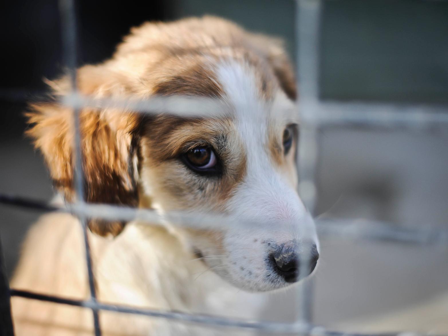 Dog thefts increase in Bedfordshire - Vimarsana News