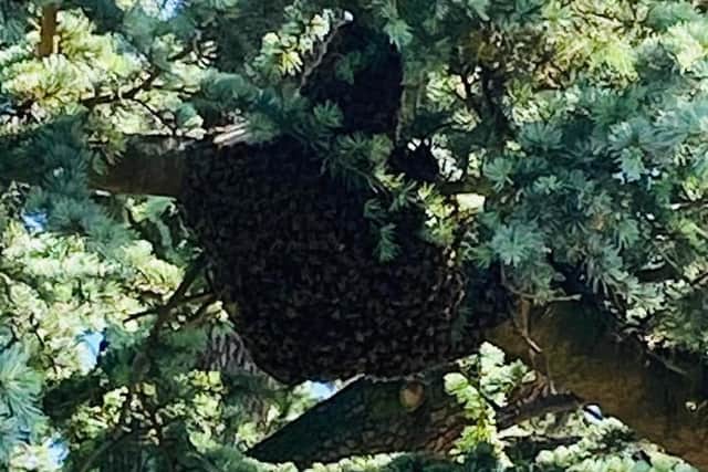 This was one of the colonies of bees on Wednesday morning