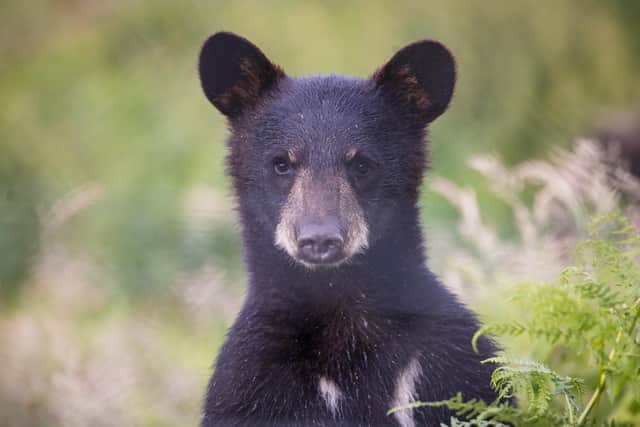 Denver - the newest North American black bear cub at Woburn Safari Park