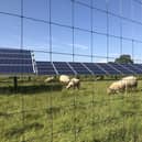 The solar farm is being designed to accommodate the grazing of sheep. 
Photo: Jonathan Hutchins