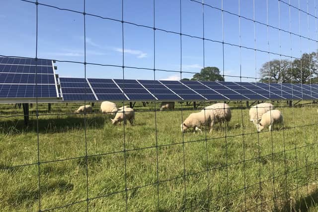 The solar farm is being designed to accommodate the grazing of sheep. 
Photo: Jonathan Hutchins