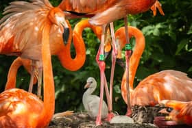 Whipsnade Zoo celebrates the arrival of four fluffy flamingo chicks