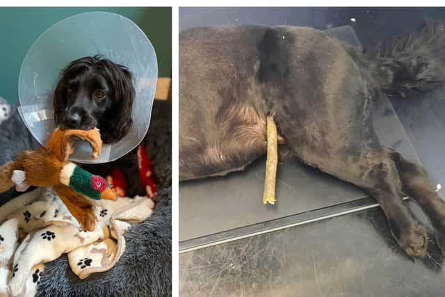 Maggie after her operation (photo: Jess Corkett); and right, after the accident (photo: The Vet Clinic).