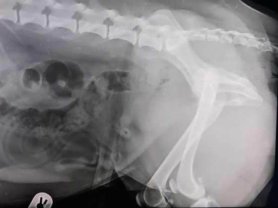 Maggie's x-ray. Photo: The Vet Clinic.