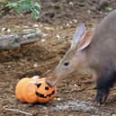 Aardvarks have been enjoying some Halloween treats- photo ZSL