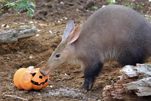 Aardvarks have been enjoying some Halloween treats- photo ZSL