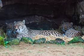 Cheetahs catch up on some beauty sleep in their dens at dusk