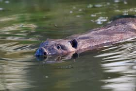 Beavers are back in Bedfordshire. Picture: Chiew Loo