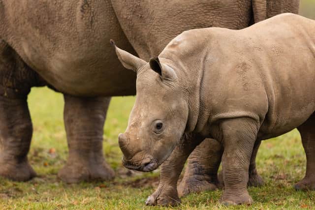 Nandi, the white rhino calf, with her mum