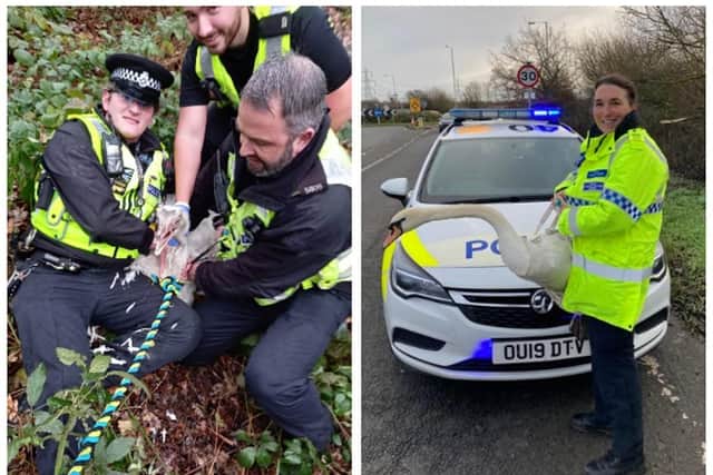 The rescue of the rhea and PCSO Rachel Carne with the swan. Images: Leighton Buzzard Community Policing Team.