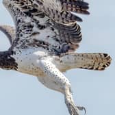 Martial Eagle by Terry Godber ARPS