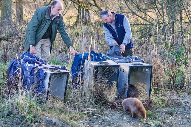 The beavers are released. Picture: Chiew Loo
