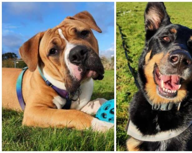 Two of the four NAWT animals looking for homes in Bedfordshire