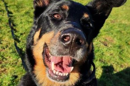 Storm is a six-year-old German shepherd Cross who has a big personality, and an even bigger heart