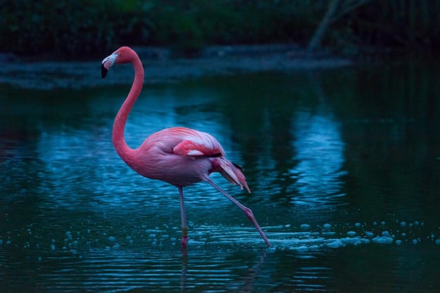 The zoo’s flock of flamingos were pictured fishing for food in their large pond