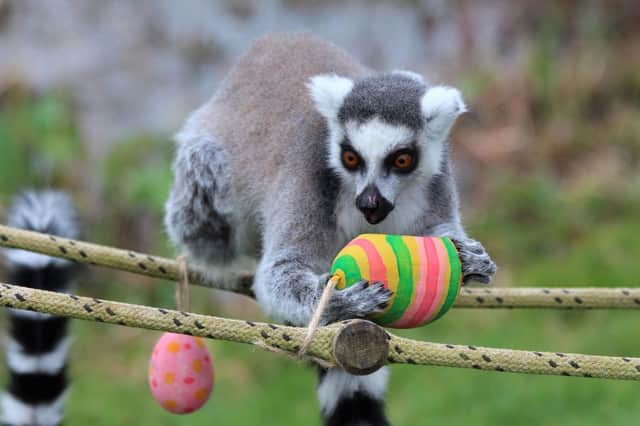 Lemurs get in on some Easter action